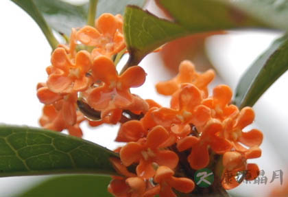 鲜花养生防病功效各不同