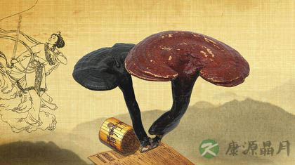 春天护肝吃灵芝孢子粉