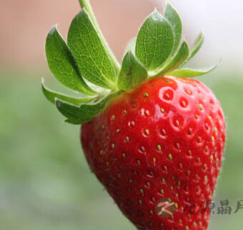 如何提高免疫力 春季养生三款食谱