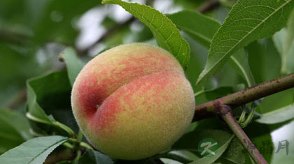 4种人不能吃桃子 怎么健康吃桃子