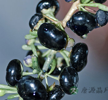 黑枸杞怎么吃好 黑枸杞的功效与价值