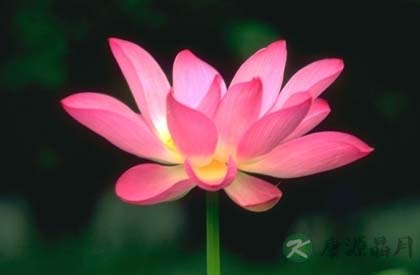 摆放二十八种植物有利旺财旺宅