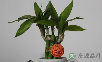 摆放二十八种植物有利旺财旺宅