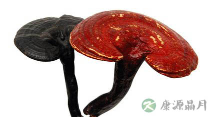 春天护肝吃灵芝孢子粉