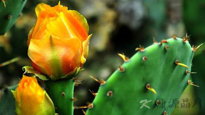 新房装修最适宜的18中绿色植物