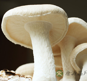 饮食健康常识 五种食物壮骨防癌有奇效