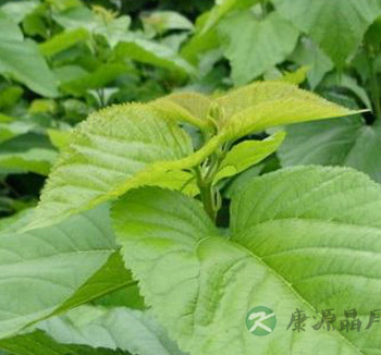 桑叶的作用与功效 桑叶泡茶喝的养生功效