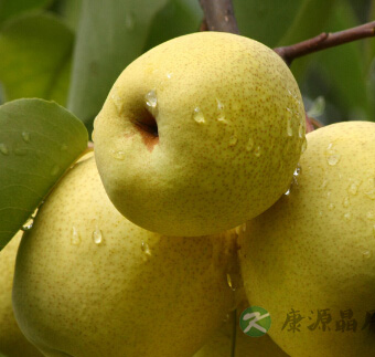 如何提高免疫力 春季养生三款食谱