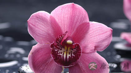 鲜花养生防病功效各不同