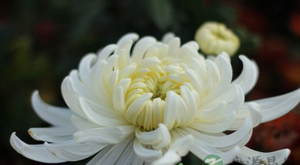 鲜花养生 理气又养颜