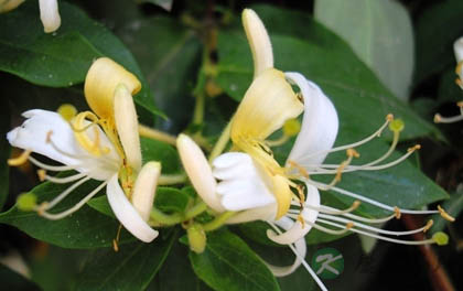 鲜花养生防病功效各不同