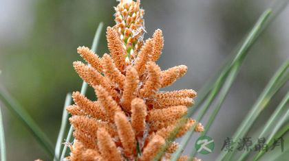 松花粉的功效与作用多