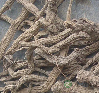 续断的功效与作用有哪些？怎么吃续断？