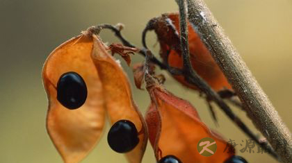 黑豆的功效与作用及食用方法