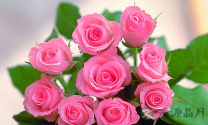 鲜花养生防病功效各不同