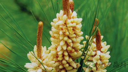 松花粉的功效与作用多