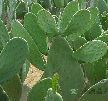 夏季饮食 吃这9种苦味菜帮助消化祛除体热