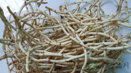 鱼腥草的功效与作用及食用方法