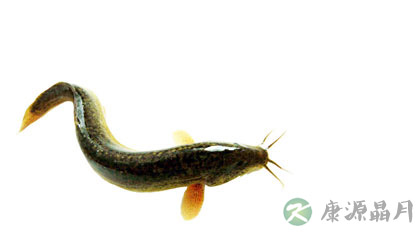 泥鳅的做法及营养价值