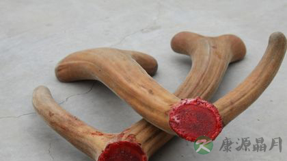 鹿茸的功效与作用及食用方法