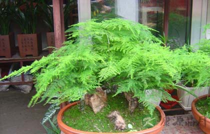 摆放二十八种植物有利旺财旺宅