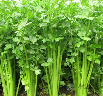芹菜有些什么功效 芹菜食疗的8大功效