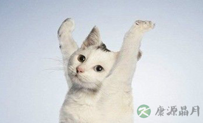 返璞归真：跟着动物学养生