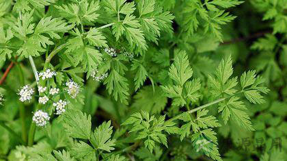 哪些野菜能吃 各种野菜的作用与功效