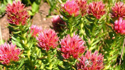 红景天功效作用及吃法