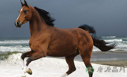  新奇的十二生健身法