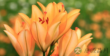 鲜花养生防病功效各不同