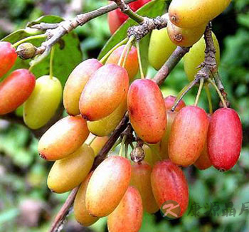 山茱萸的功效与作用 抗氧化降血脂