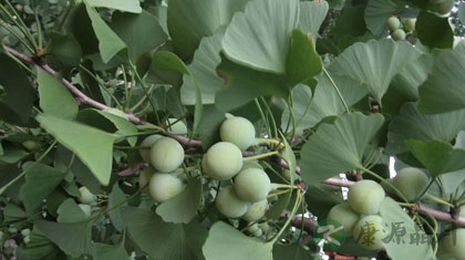 白果的功效及其作用