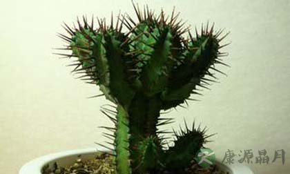 摆放二十八种植物有利旺财旺宅