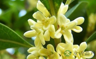 桂花：温胃散寒人人爱