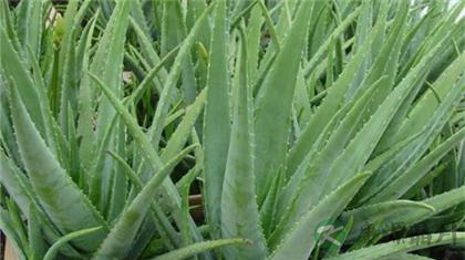 中医治皮肤瘙痒偏方大全