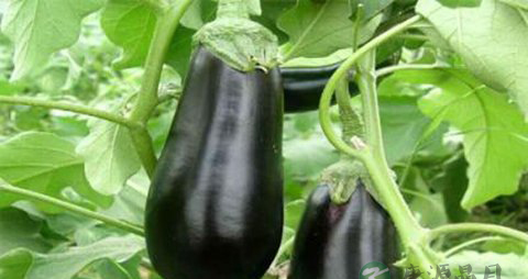 13款民间治老年斑偏方