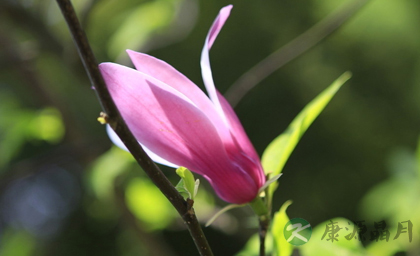 民间头痛偏方二十二则