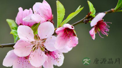 做无斑女人 除雀斑偏方大放送