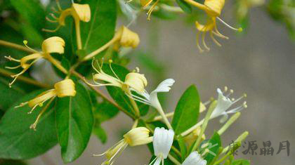 金银花更名涉腐 金银花偏方大全 金银花更名涉腐 金银花偏方大全