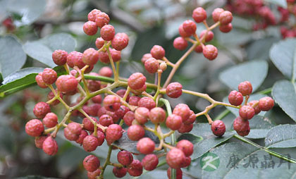 十个偏方止牙痛