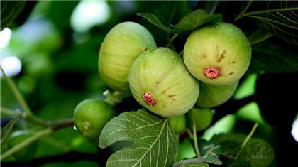 民间流传的白癜风偏方