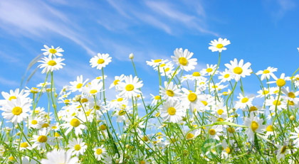 七种神奇的民间祛痘偏方