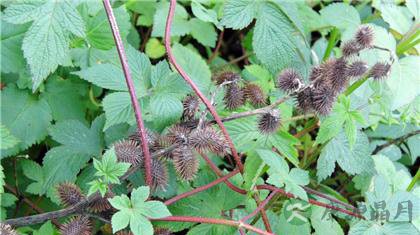 16个民间治疗雀斑的偏方