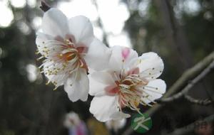 冷香丸 女子与鲜花