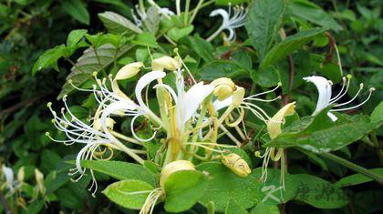 金银花更名涉腐 金银花偏方大全 金银花更名涉腐 金银花偏方大全