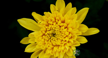 民间头痛偏方二十二则