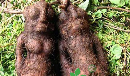 七个民间偏方补血有奇效