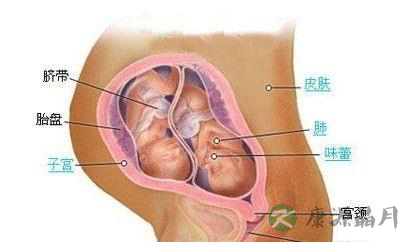 用科学来解释双胞胎、多胞胎的形成