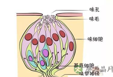 好闻不？好吃不？痛不痛？这些都是谁教宝的